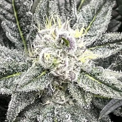 Twilight Princess | Multiverse Genetics | FEM Photoperiod Seeds