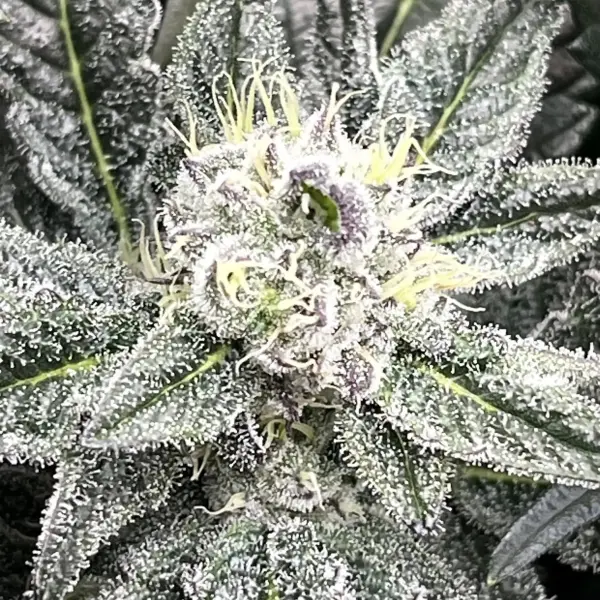 Twilight Princess | Multiverse Genetics | FEM Photoperiod Seeds