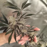 3x Void Whisper | Multiverse Genetics | FEM Photoperiod Seeds