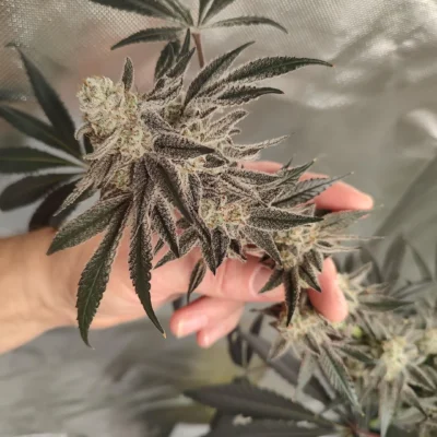 Void Whisper | Multiverse Genetics | FEM Photoperiod Seeds