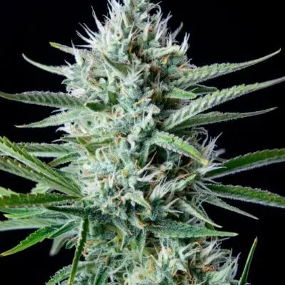 Original White Widow Auto | Fast Buds | FEM Autoflower Seeds