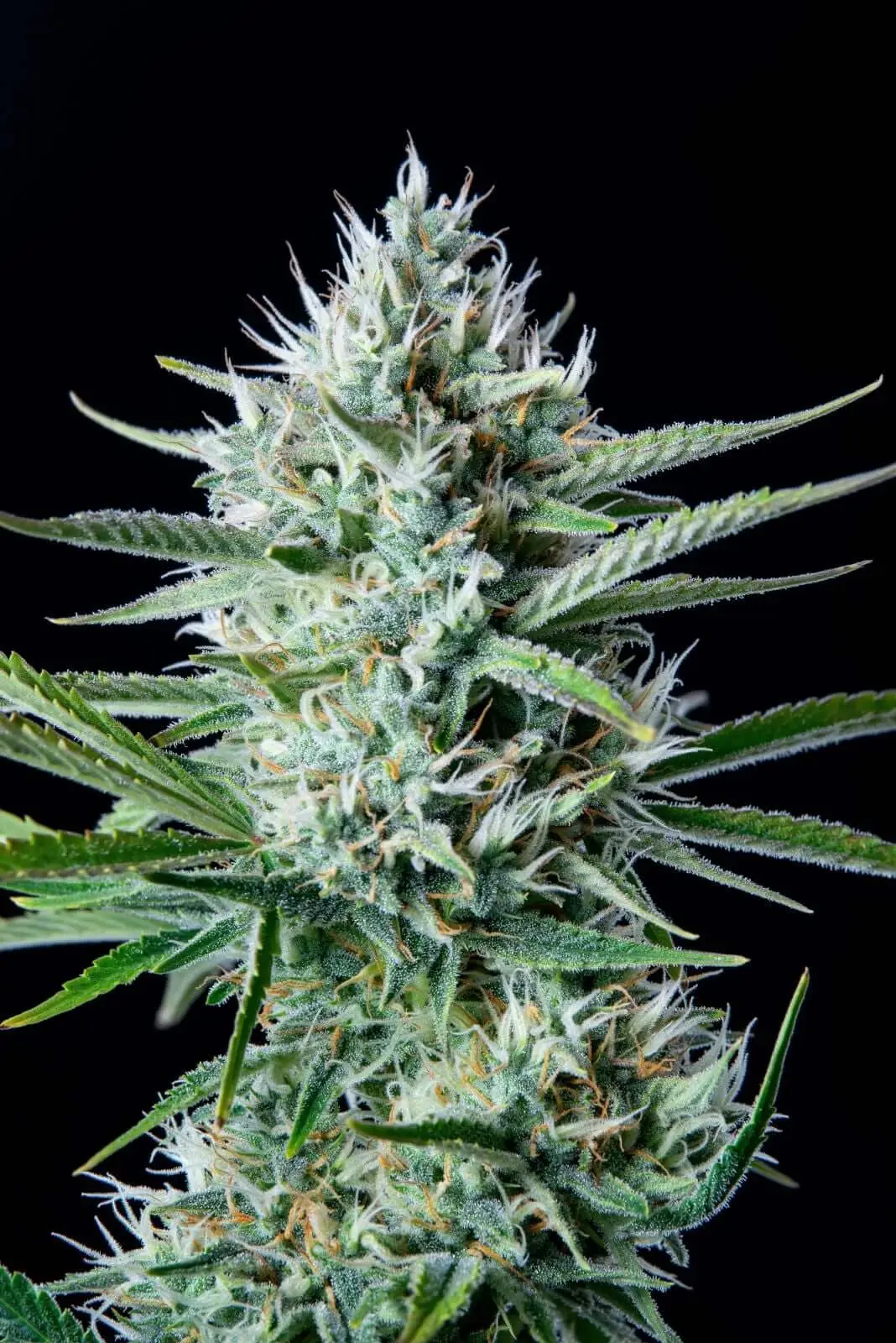 Original White Widow Auto | Fast Buds | FEM Autoflower Seeds
