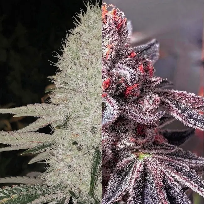 Zoap Duet Strains | Ethos Genetics | FEM Photoperiod Seeds
