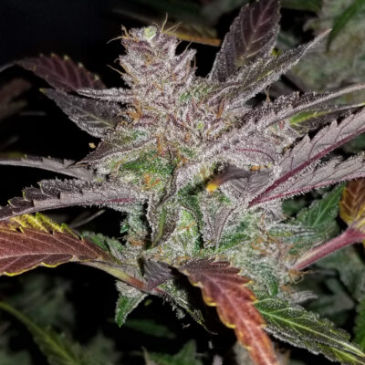 Cream Cookies Auto | Fast Buds | FEM Autoflower Seeds
