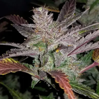 Cream Cookies Auto | Fast Buds | FEM Autoflower Seeds