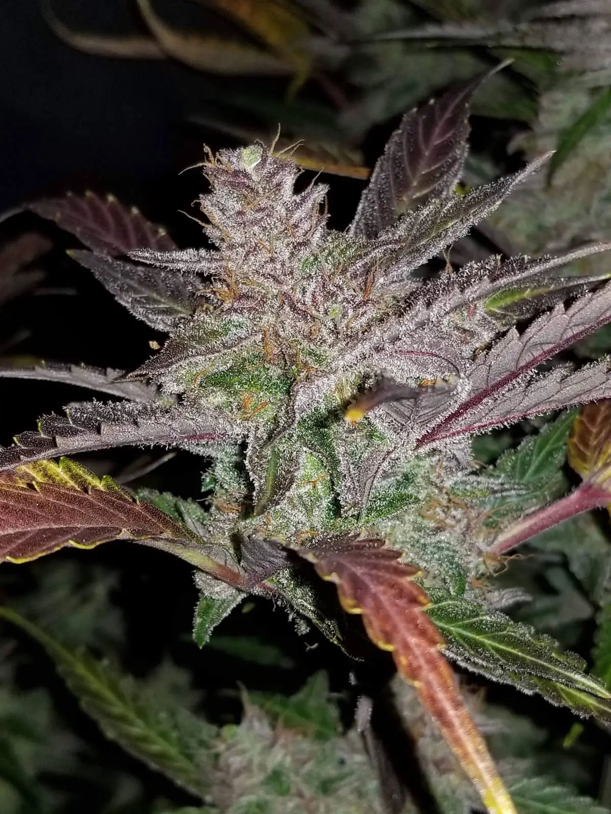 Cream Cookies Auto | Fast Buds | FEM Autoflower Seeds