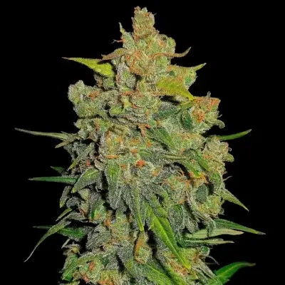 Lemon Ak Auto | Fast Buds | FEM Autoflower Seeds