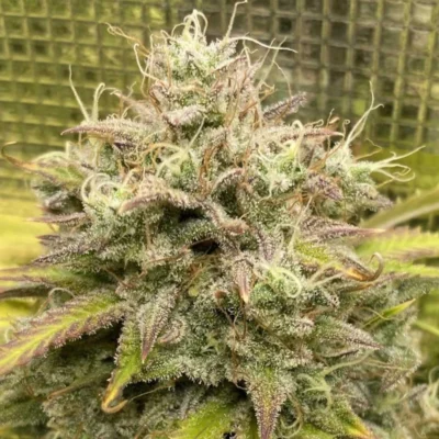 Outlier V Auto | Night Owl Seeds | FEM Autoflower Seeds