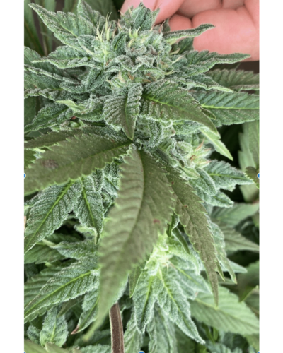 Cali Connection ? Ozark Beauty Punch Strain ? Fem Photo ? 6 Pack