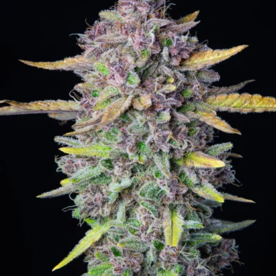 Purple Punch Auto | Fast Buds | FEM Autoflower Seeds