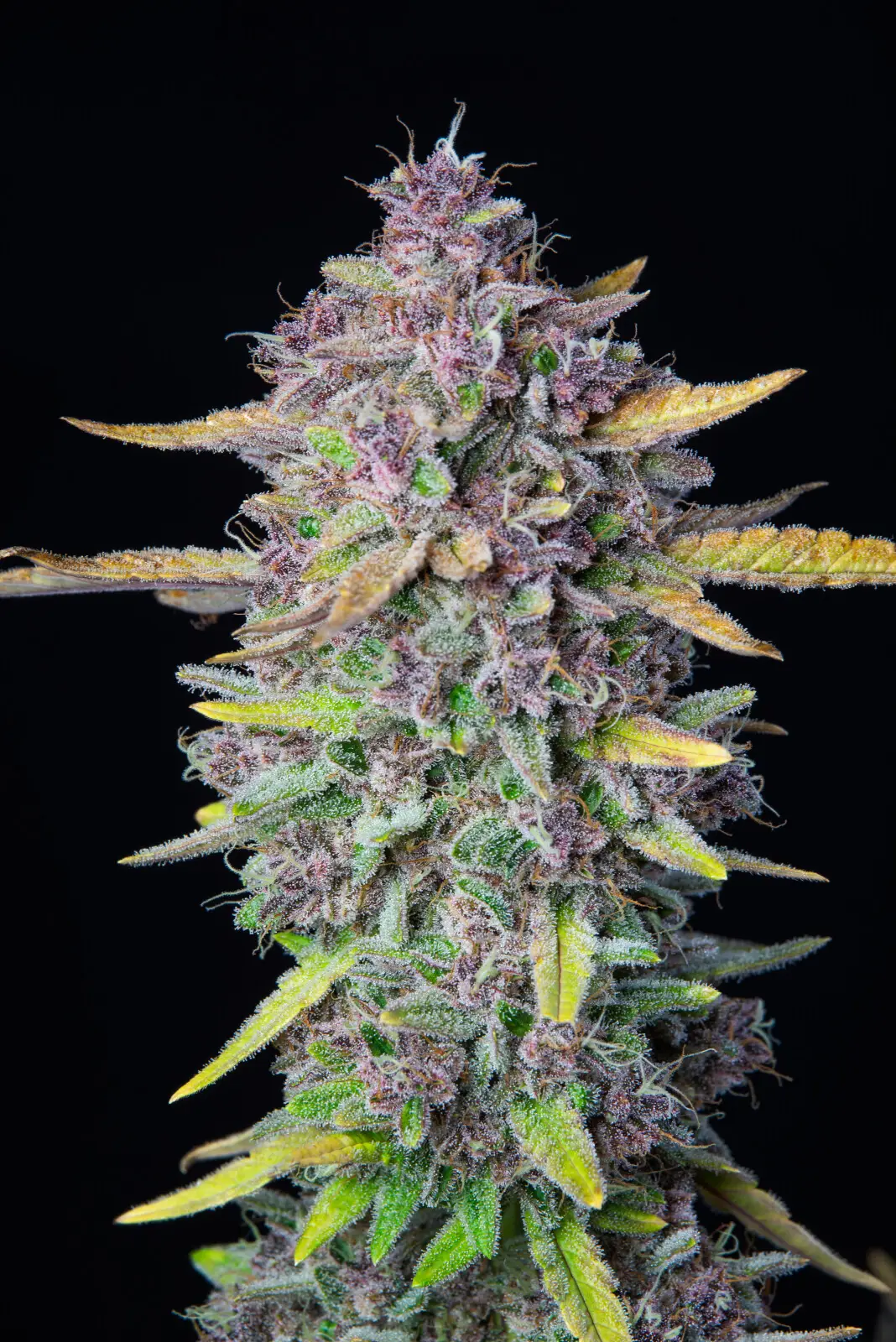 Purple Punch Auto | Fast Buds | FEM Autoflower Seeds