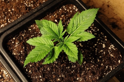 Feminized Seeds vs Regular Seeds: Which One Should I Choose?