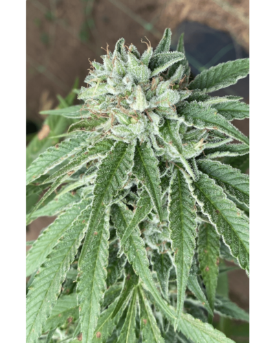 Cali Connection ? Semifreddo al Limone Strain ? Fem Photo ? 6 Pack