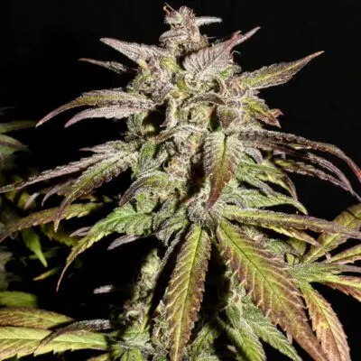 Smoothie Auto | Fast Buds | FEM Autoflower Seeds