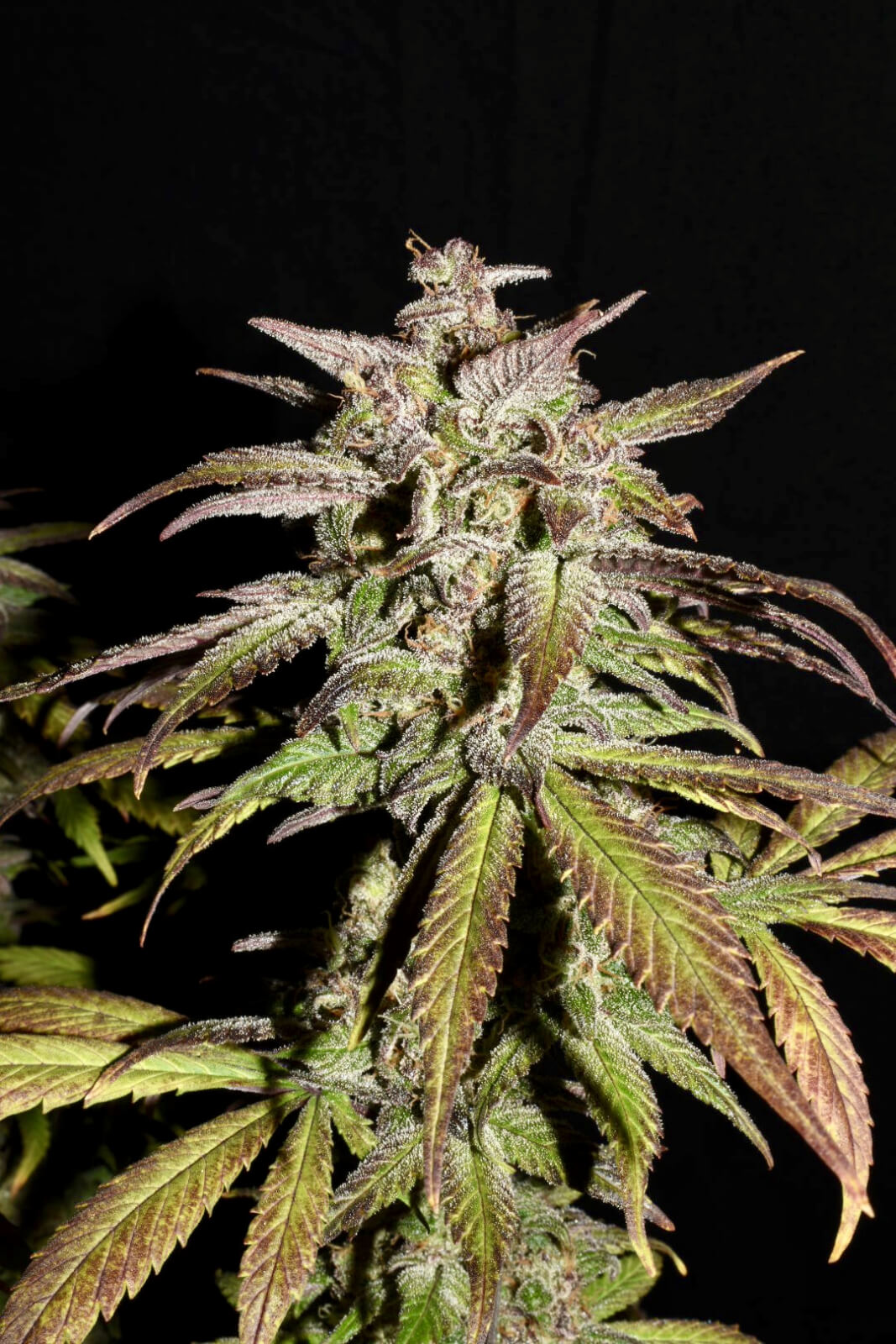 Smoothie Auto | Fast Buds | FEM Autoflower Seeds
