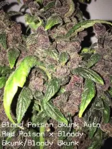 Blood Poison Gas Auto Photo