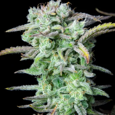 Strawberry Banana Auto | Fast Buds | FEM Autoflower Seeds