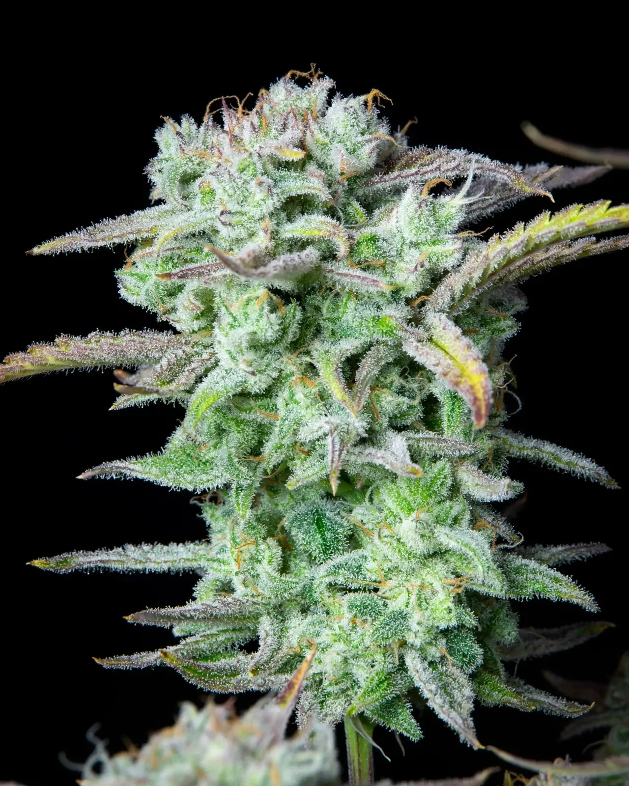 Strawberry Banana Auto | Fast Buds | FEM Autoflower Seeds