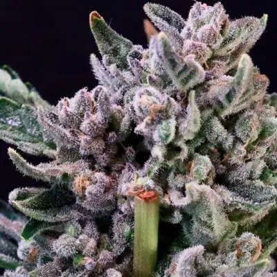 Gelato 41 | Atlas Seeds | FEM Photoperiod Seeds