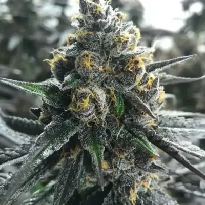 Divorce Cake | Atlas Seeds | FEM Photoperiod Seeds