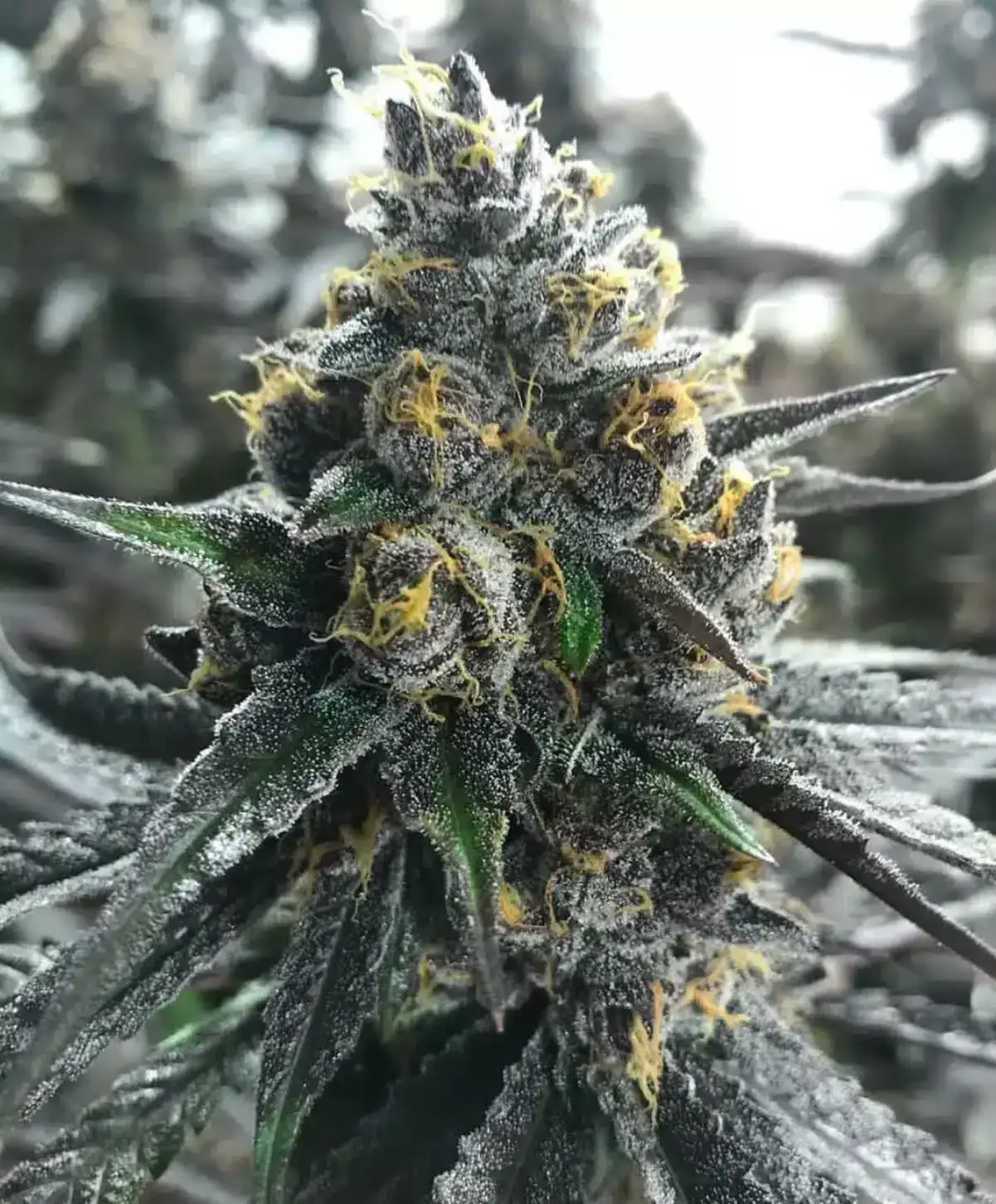 Divorce Cake | Atlas Seeds | FEM Photoperiod Seeds