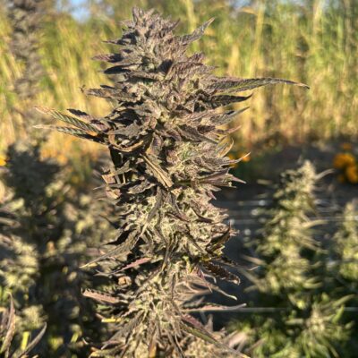 applenaut multiverse genetics photo fem