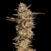 applenaut multiverse genetics photo fem