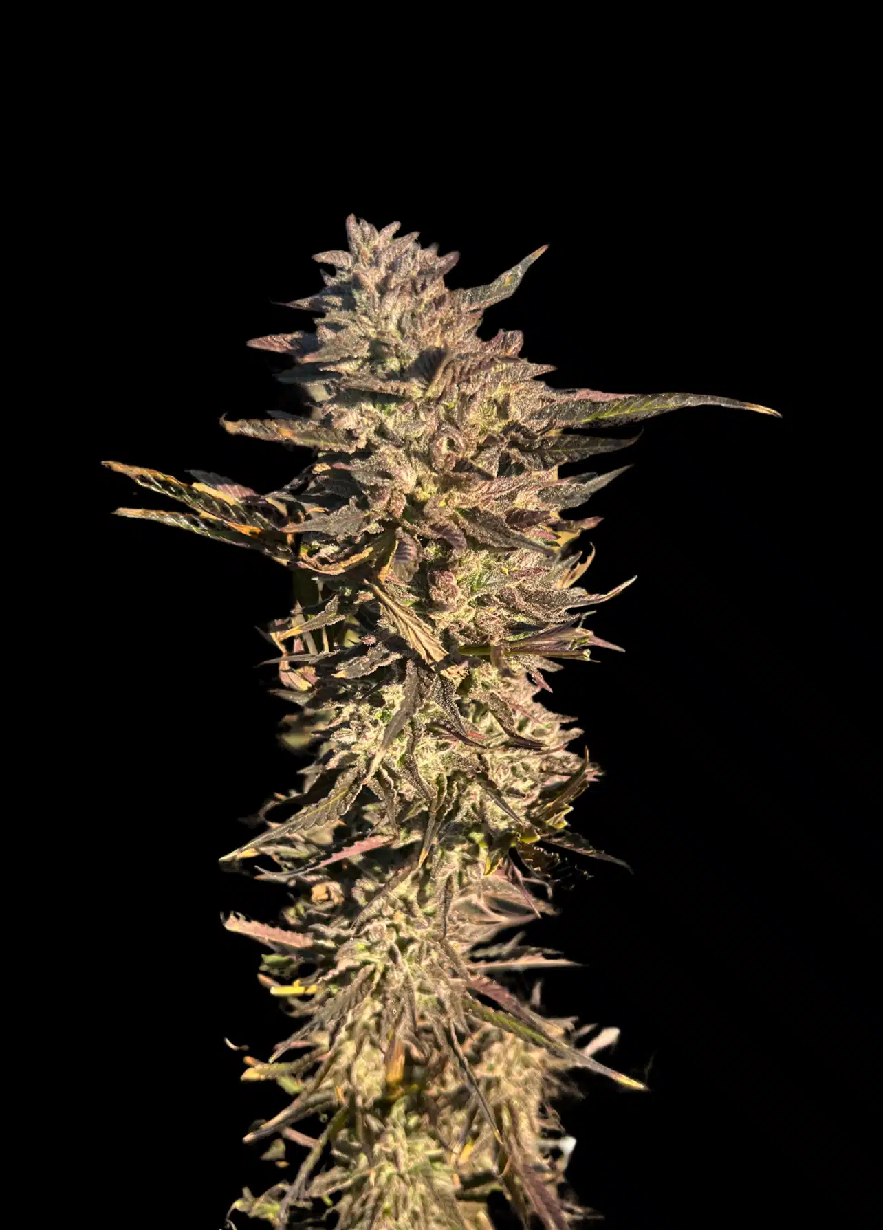 applenaut multiverse genetics photo fem