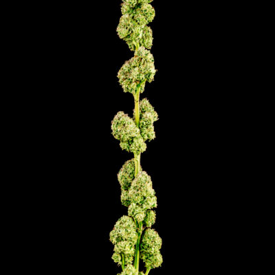 applenaut multiverse genetics photo fem