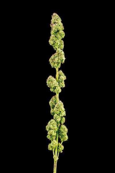 applenaut multiverse genetics photo fem