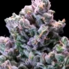 Atlas Seed Huckleberry Pie 2024 1