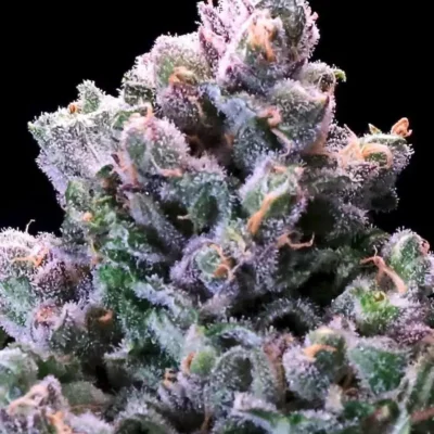 Huckleberry Pie | Atlas Seeds | FEM Fast Photoperiod Seeds
