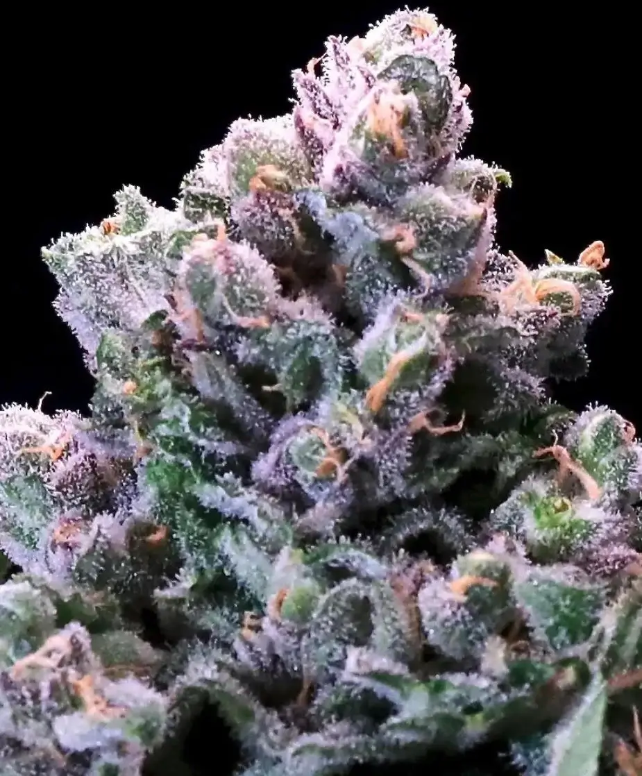 Huckleberry Pie | Atlas Seeds | FEM Fast Photoperiod Seeds