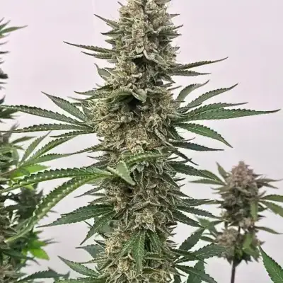 Atlas Seed Space Panda Cannabis plant