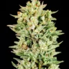 Atlas Seed Turtle Taffy2 2