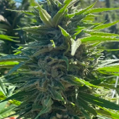 Wedding Cake Auto | Atlas Seeds | FEM Autoflower Seeds