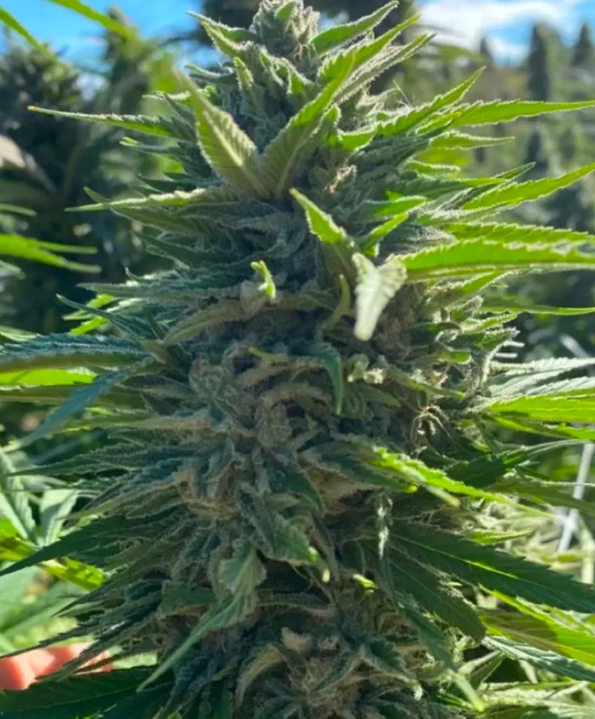 Wedding Cake Auto | Atlas Seeds | FEM Autoflower Seeds