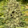Blue Dream Auto Scaled