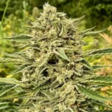 Blue Dream Auto Scaled