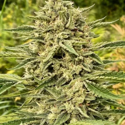 Blue Dream Auto | Atlas Seeds | FEM Autoflower Seeds