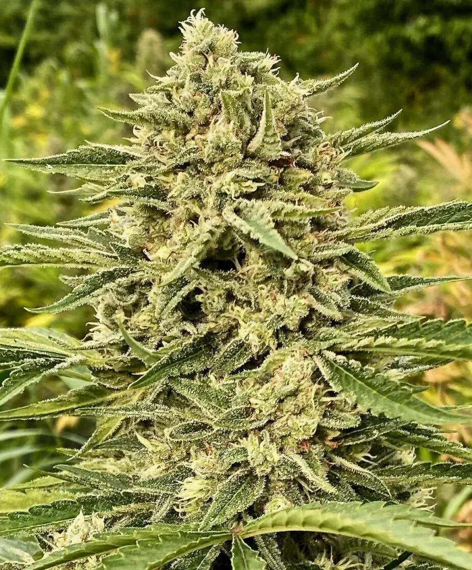 Blue Dream Auto | Atlas Seeds | FEM Autoflower Seeds
