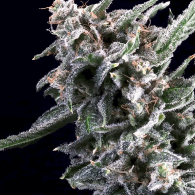 CHERRY LIME RESERVE | ATLAS SEEDS | PHOTOPERIOD FEMALE CANNABIS SEEDS