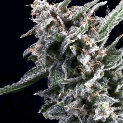 Cherry Lime Reserve - Atlas