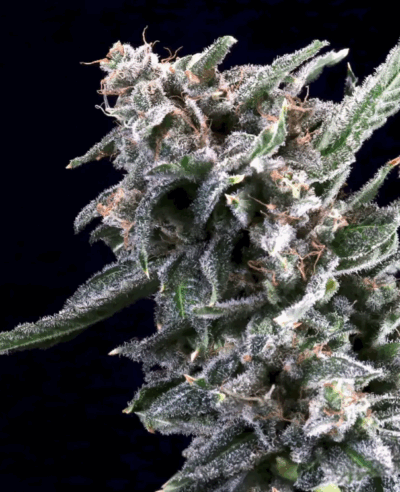 CHERRY LIME RESERVE | ATLAS SEEDS | PHOTOPERIOD FEMALE CANNABIS SEEDS