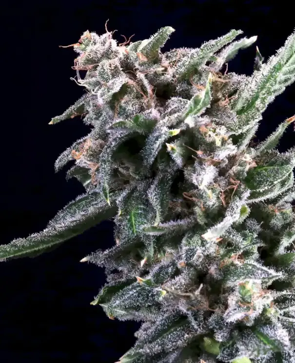 Cherry Lime Reserve - Atlas