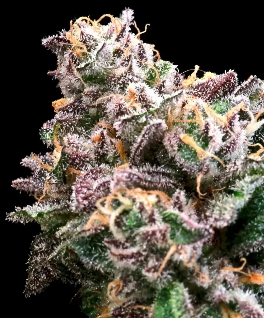 Crazy Train | Atlas Seeds | FEM Fast Photoperiod Seeds