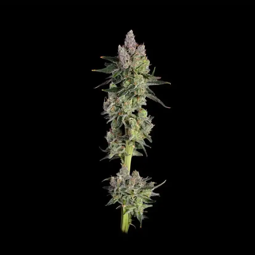 Cannabis image