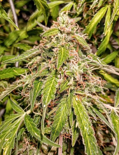 Cannabis plant image