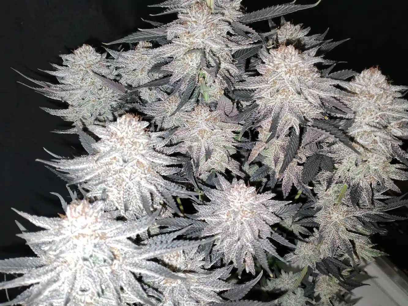 Cannabis image