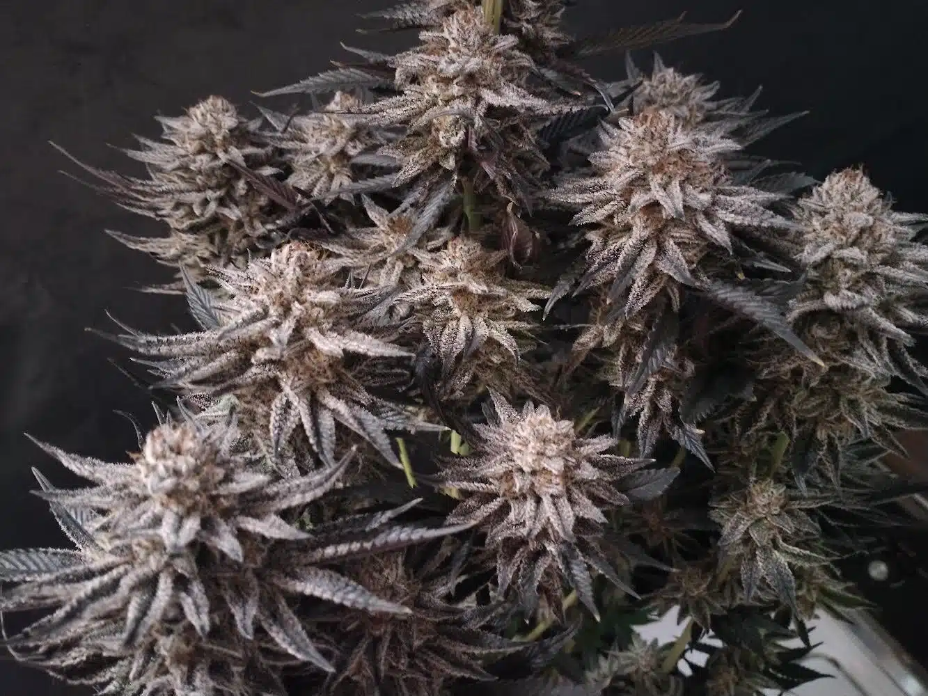 Cannabis image
